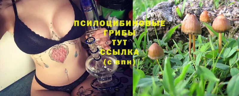 darknet какой сайт  Бологое  Галлюциногенные грибы Psilocybine cubensis 